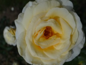 Rose Garden 2012 027